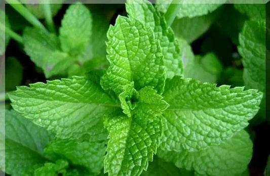 What are the main functions of menthol ？